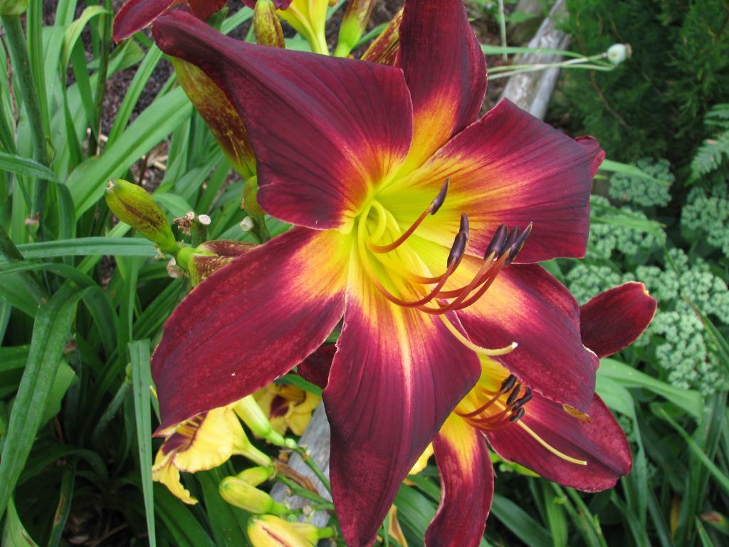 Emerging From Warp Speed | Harbour Breezes Daylilies and Japanese